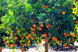 oranges1